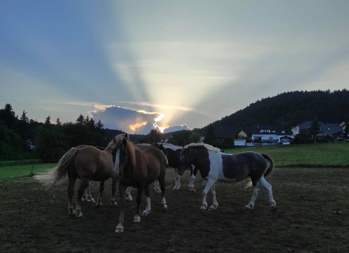 Ferienwohnung Am Tor Zum Thueringer Wald Plaue  Exteriér fotografie